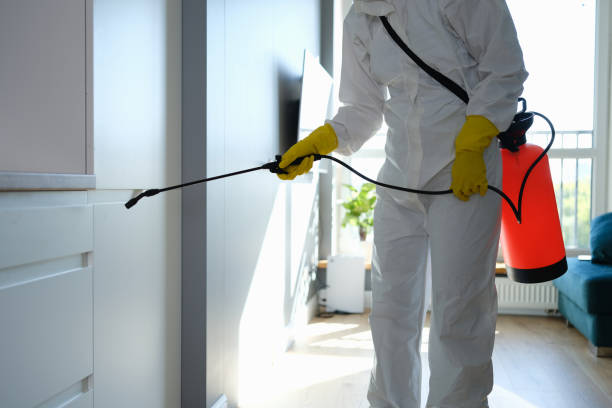 Best Commercial Mold Removal  in Ajo, AZ