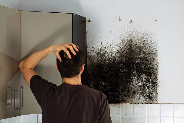 Best Professional Mold Removal  in Ajo, AZ